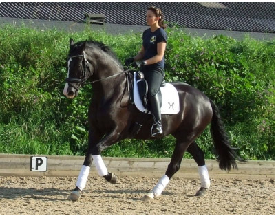 4 Year Old Colt For Sale